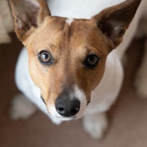 Meet your Posher, Brad